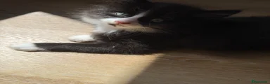 Mixed Breed Kitten 1