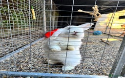 Mini Lop rabbits for sale: Bonded pair of female rabbits - Image 2