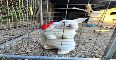 Mini Lop rabbits - Advert 7