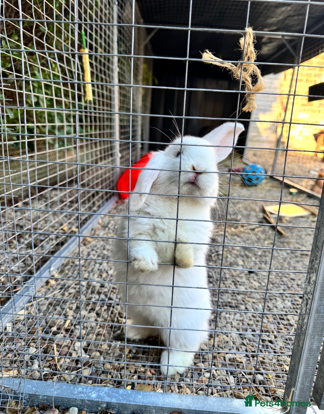Mini Lop rabbits for sale: Bonded pair of female rabbits - Image 2