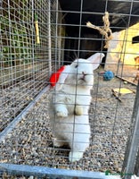 Mini Lop rabbits - Advert 2
