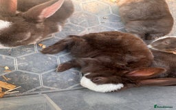 Rex rabbits for sale: chocolate vienna mini rex babies - Image 5