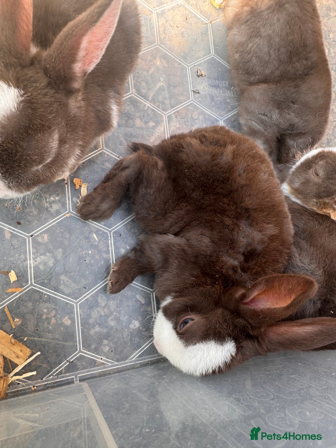 Rex rabbits for sale: chocolate vienna mini rex babies - Image 5