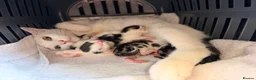 Mixed Breed cats for sale: Mixed white and tabbby kittens  - Advert 9
