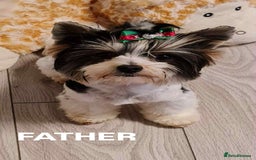 Biewer Terrier dogs for sale: Two beautiful puppies for sale. 1 boy 1 girl - Advert 2