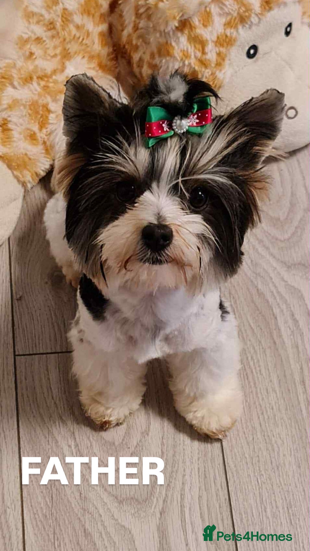 Biewer Terrier dogs for sale: Two beautiful puppies for sale. 1 boy 1 girl - Advert 2