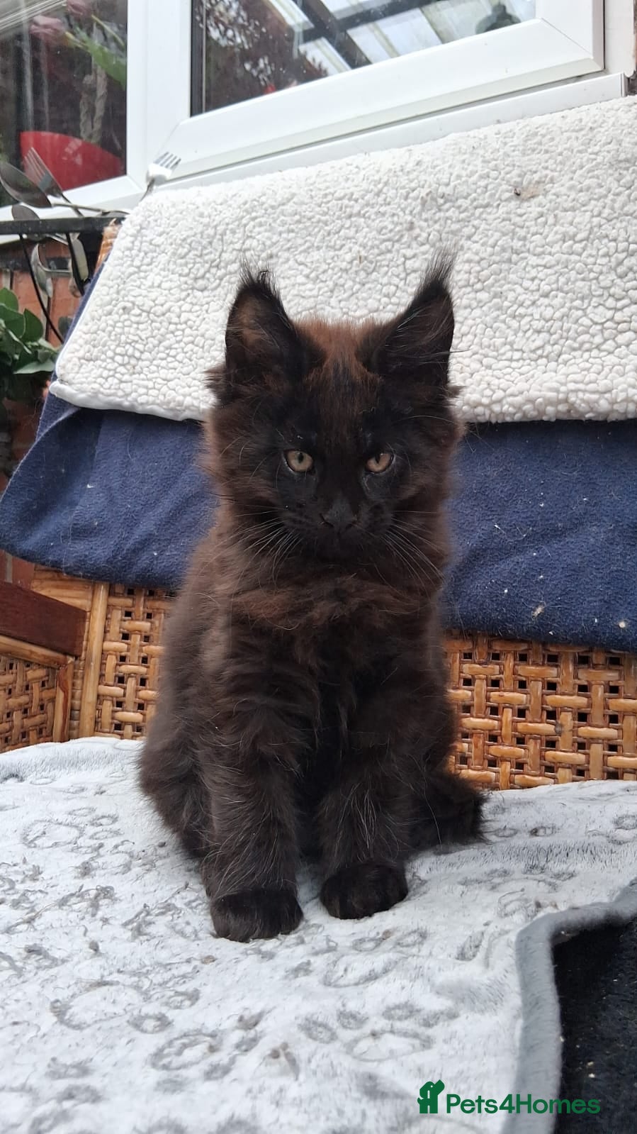 Maine Coon cats Pedigree Maine coon - Advert 1