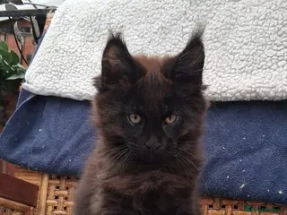 Maine Coon cats Pedigree Maine coon - Advert 1