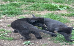 German Shepherd dogs for sale: German shepherd puppies ready to leave now - Image 2