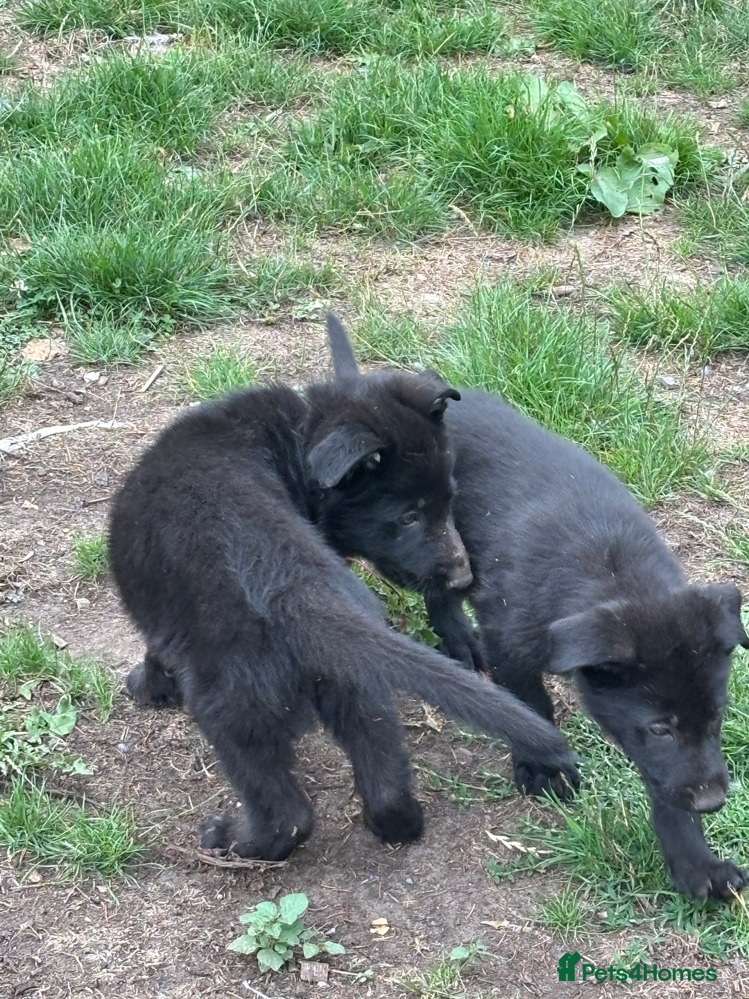German Shepherd dogs for sale: German shepherd puppies ready to leave now - Image 2