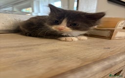 Russian Blue cats for sale: 2 blue and white long haired kittens  - Image 2