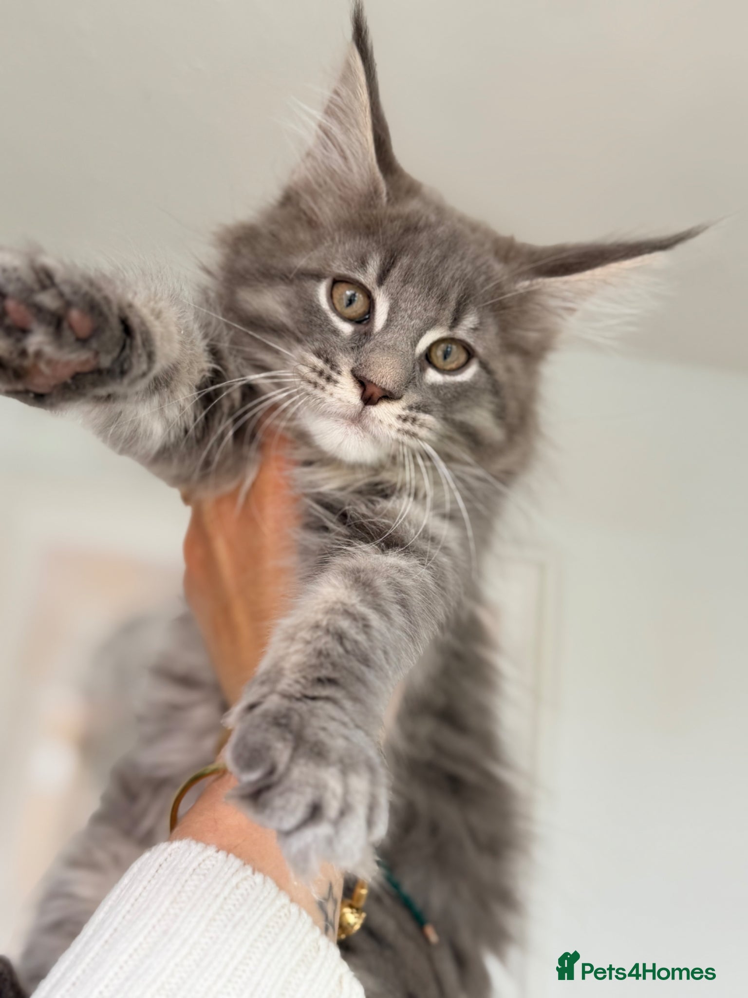 Maine Coon cats TICA Blue Tabby Maine Coon kitten  - Advert 1