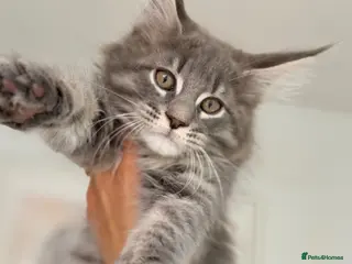 Maine Coon cats TICA Blue Tabby Maine Coon kitten - Advert 1