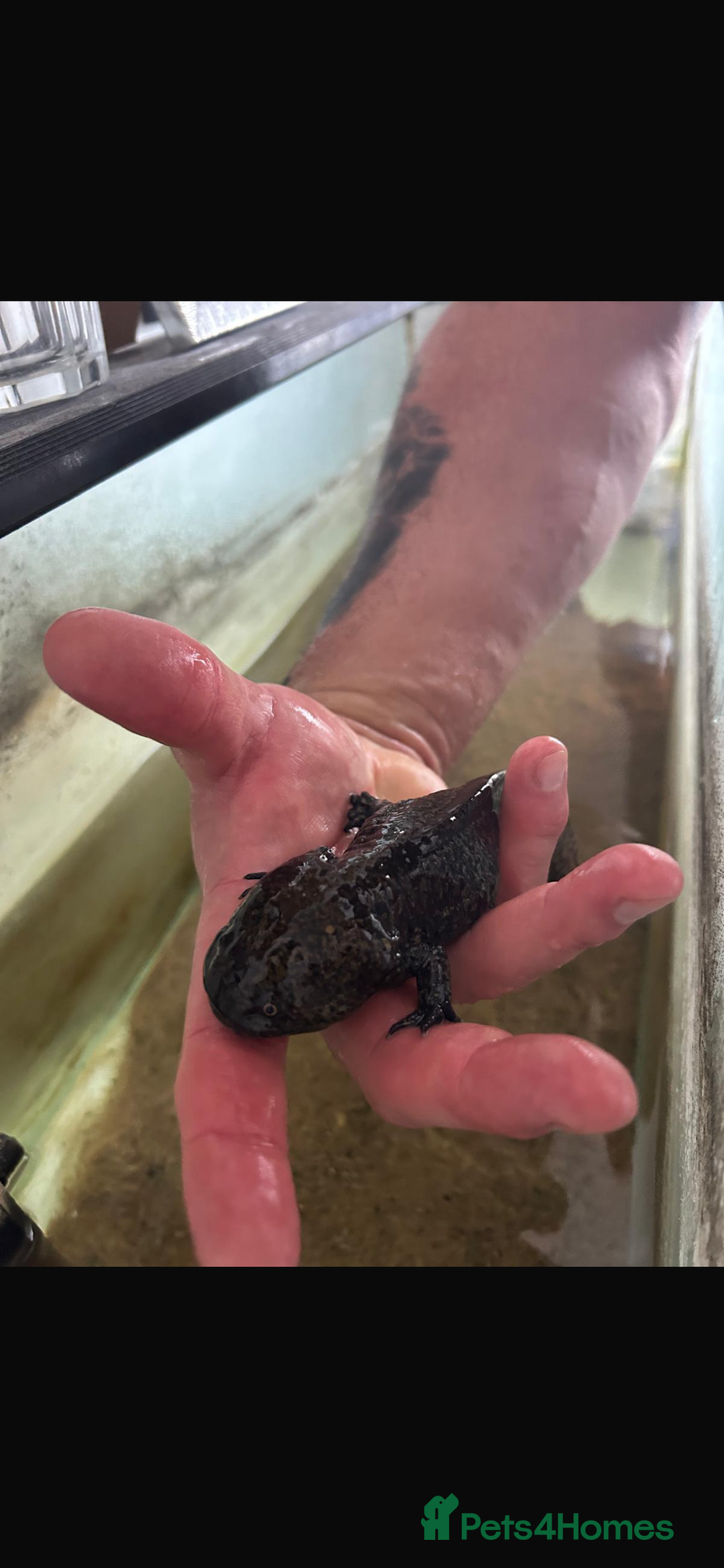 Other/Mixed Breed fish for sale: Axolotl “mexican walking fish” - Advert 2