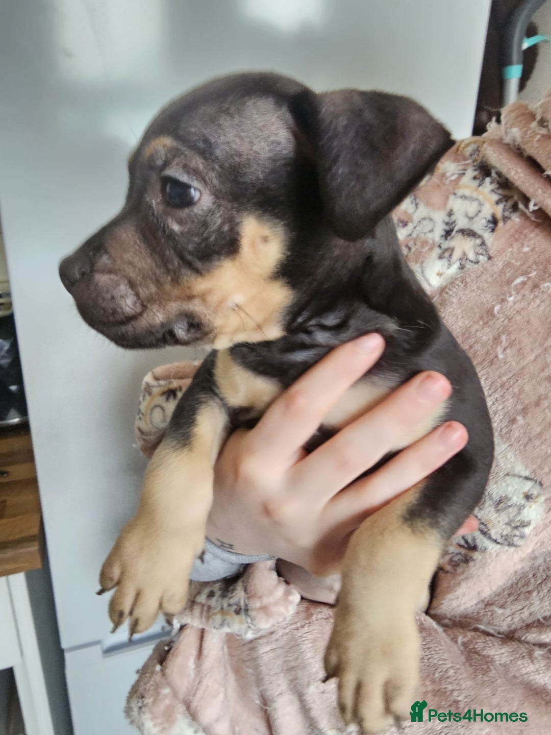 Mixed Breed dogs for sale: Bullmastiff cross pocket bully - Advert 15