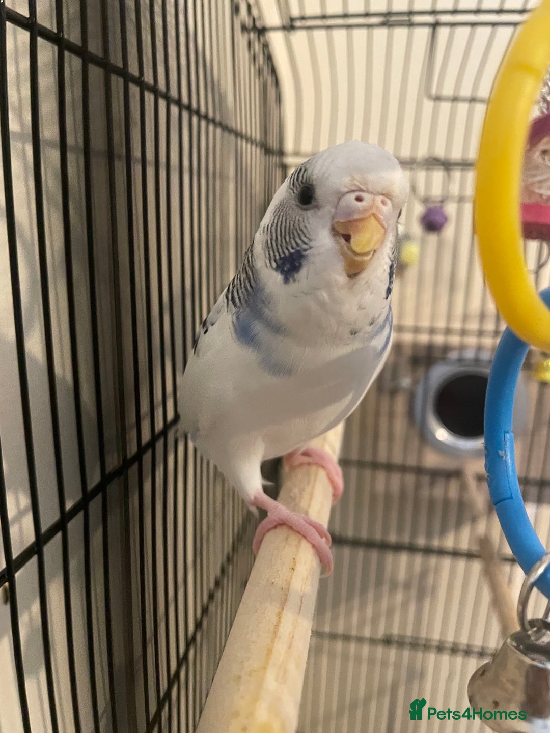 Budgerigars birds for sale: Lonely beautiful budgies (Sold together) - Advert 3