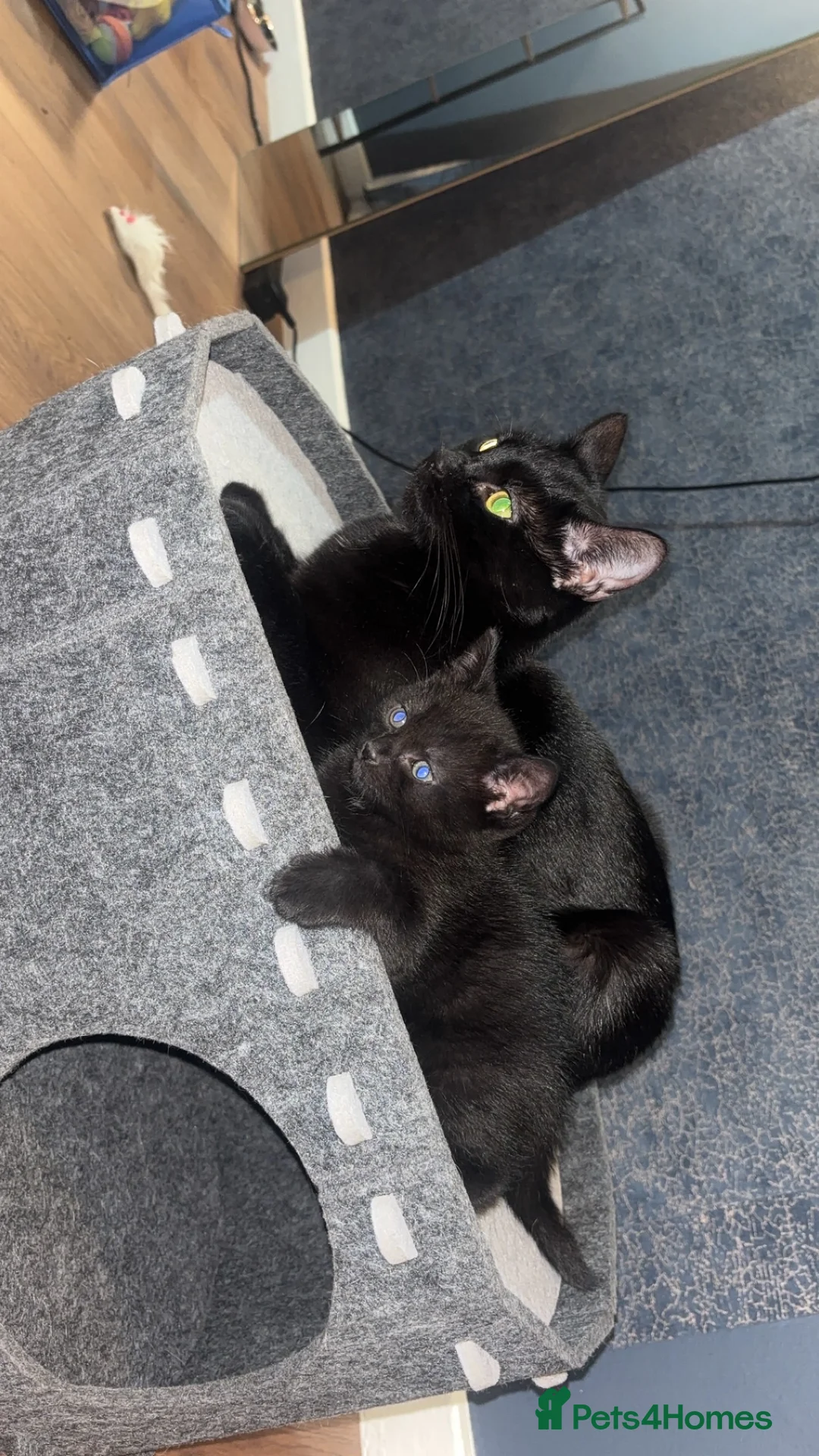 Mixed Breed cats for sale: Russian blue X domestic shorthair X Bombay  - Advert 2