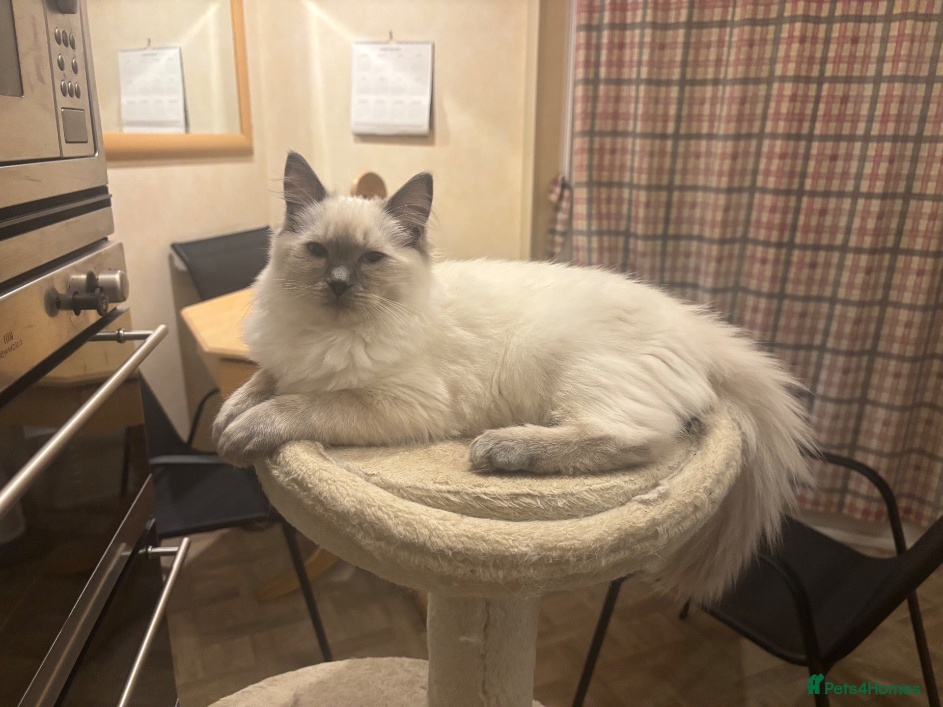 Ragdoll cats Beautiful Ragdols - Advert 6