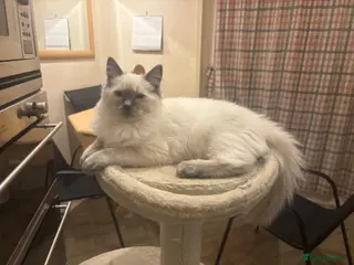 Ragdoll cats Beautiful Ragdols - Advert 6