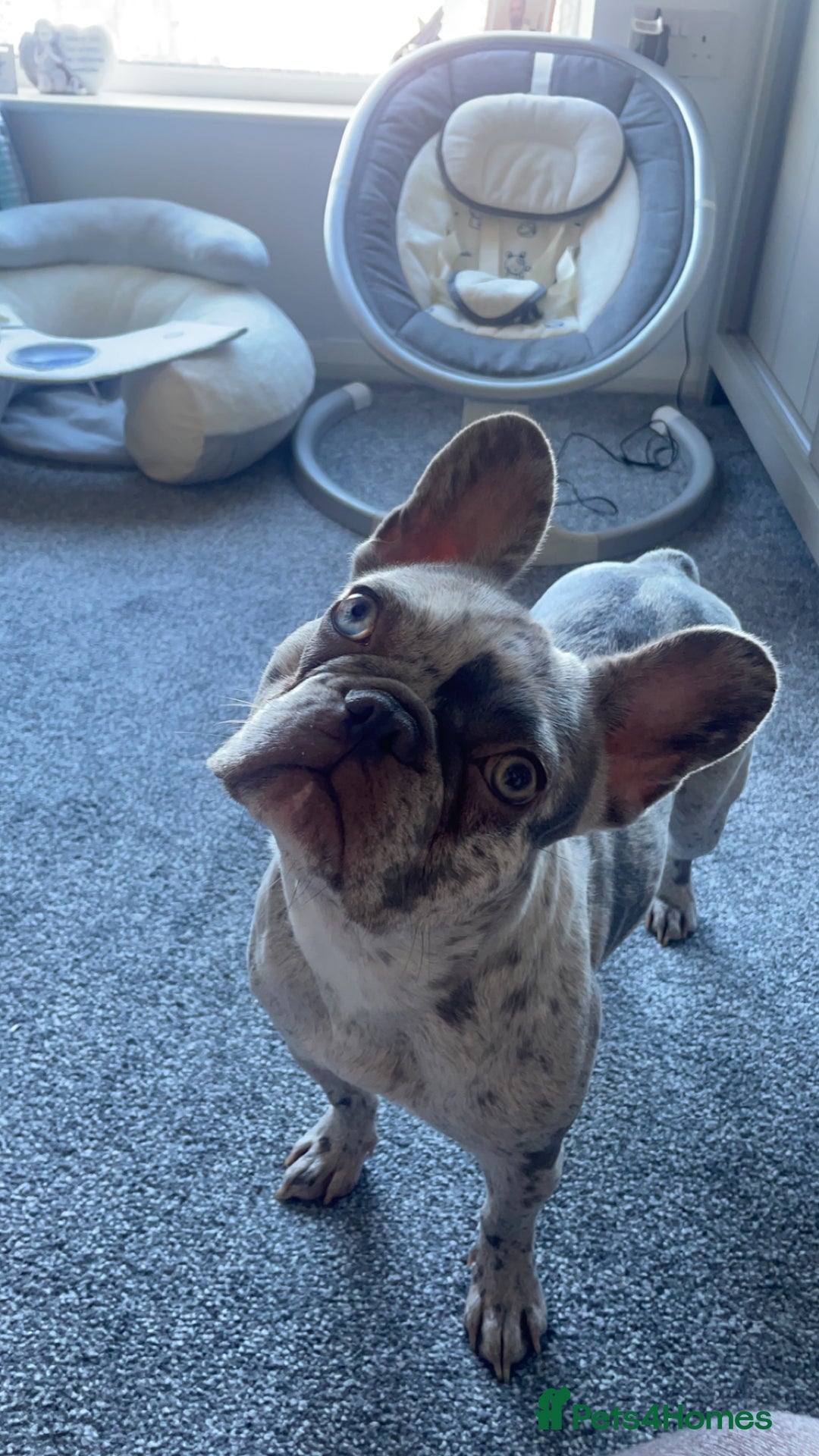 French Bulldog dogs for sale: Lilac merle French bulldog - carries isabella - Image 1