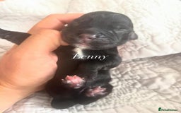 Cocker Spaniel dogs for sale: Kc working cocker spaniel - Image 2