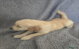 Golden Retriever dogs for sale: Kc Golden Retriever puppies for sale  - Image 19