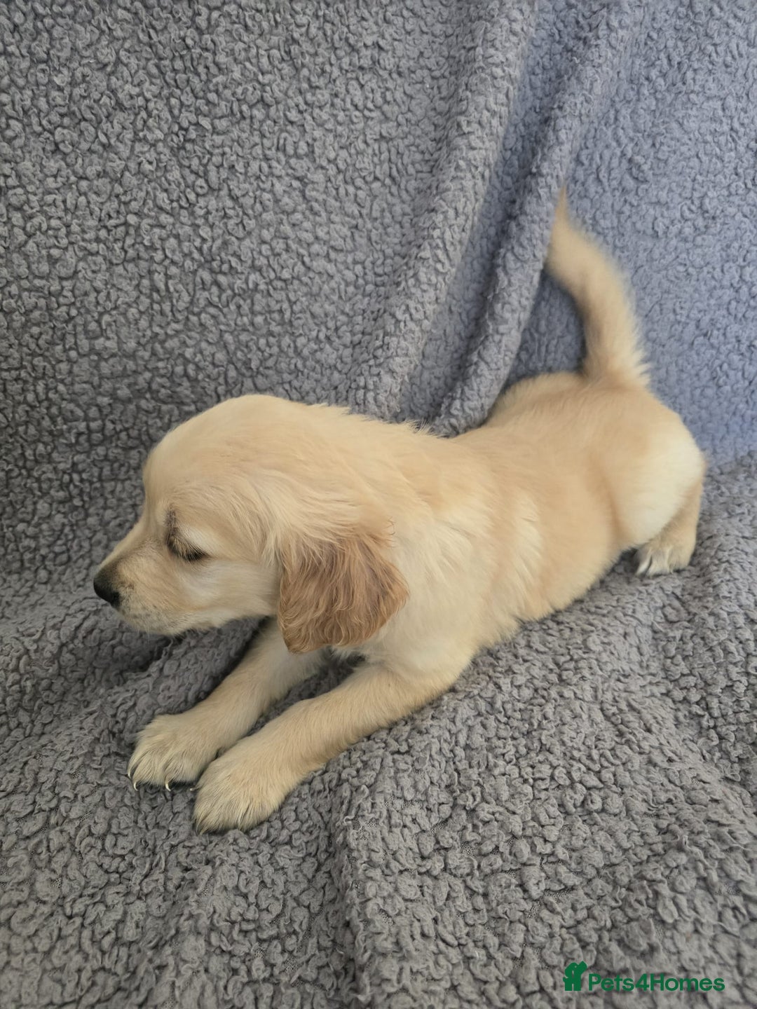 Golden Retriever dogs for sale: Kc Golden Retriever puppies for sale  - Image 19
