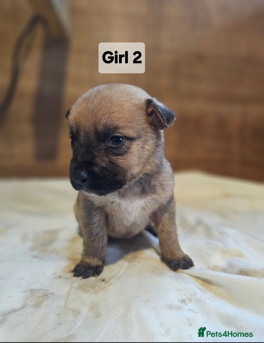 Mixed Breed dogs for sale: German shepard x rottweiler pups - Advert 9