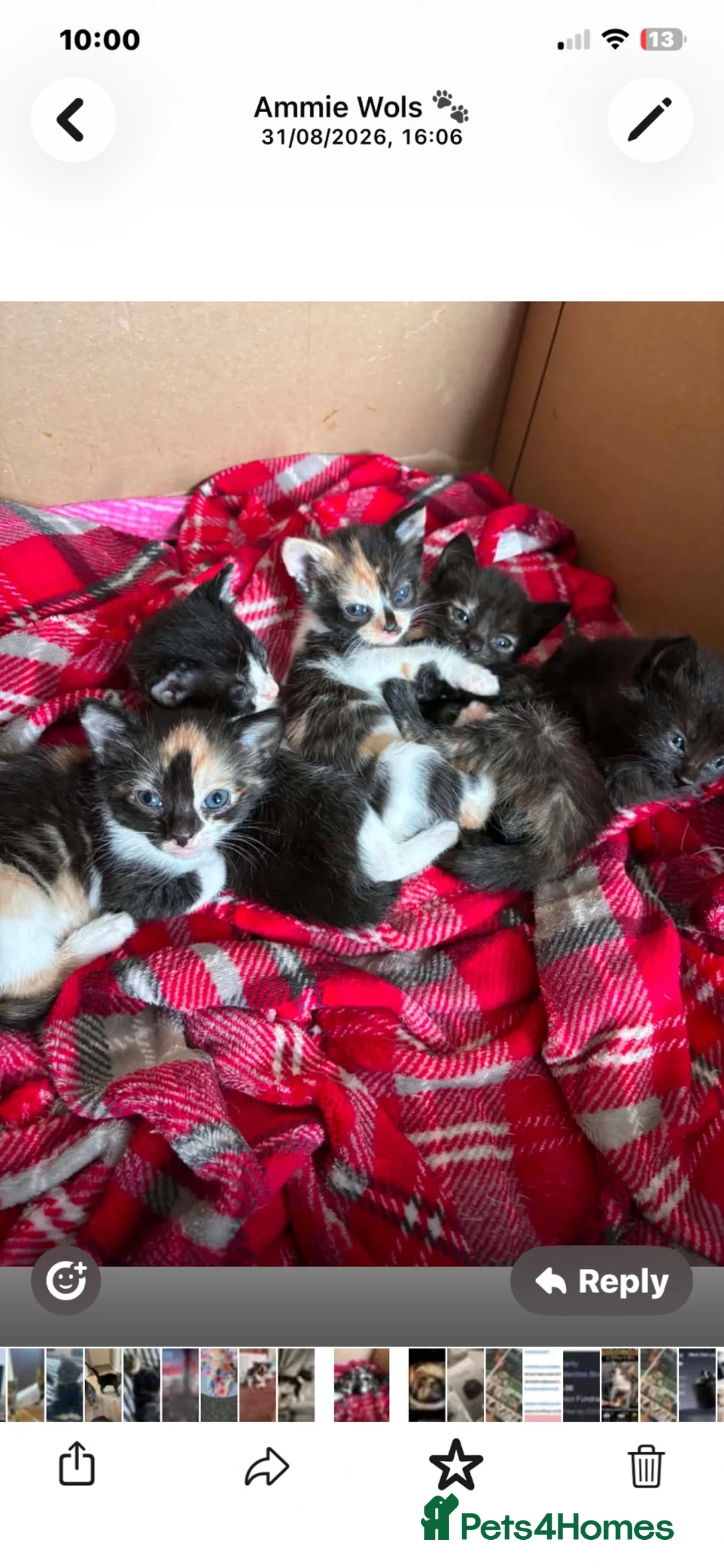 British Shorthair cats for adoption: 💔 TINY BABIES WITH NO MUM 💔 - Advert 3