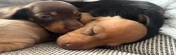 Miniature Dachshund dogs for sale: Beautiful Miniature Dachshund Puppies – Ready Soon - Advert 15