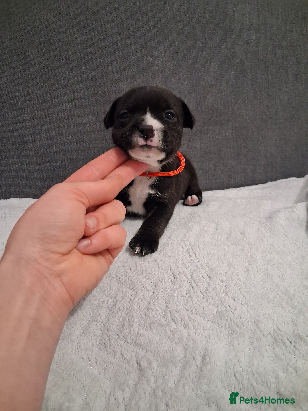 Staffordshire Bull Terrier dogs for sale: Show quality Staffordshire Bull Terrier - Advert 10