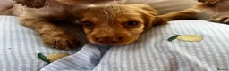 Cocker Spaniel dogs for sale: Show type cocker boys  in Daventry - Advert 4
