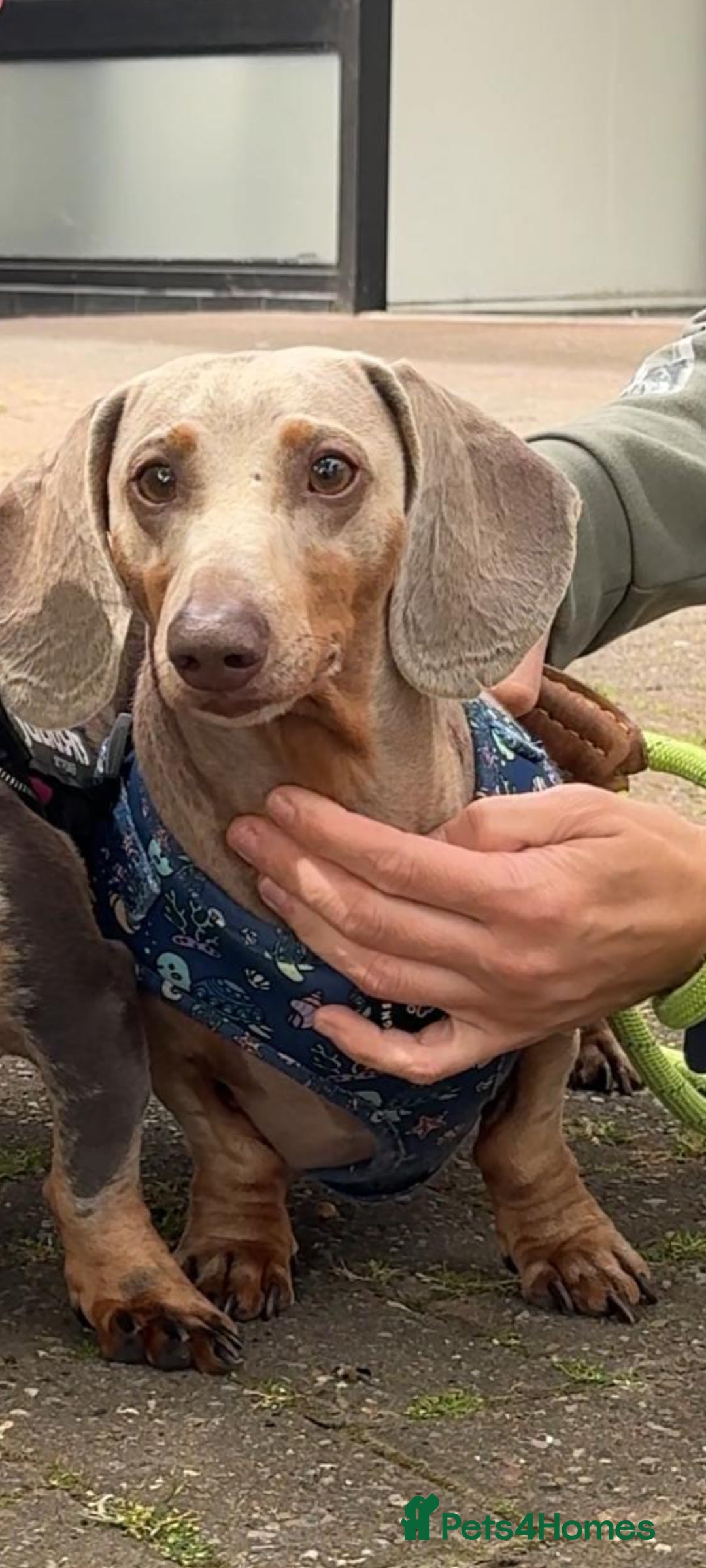 Miniature Dachshund dogs Daschund Stud KC Prince ♥️ in Liverpool - Advert 19