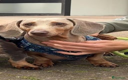 Miniature Dachshund dogs for stud: Daschund Stud KC Prince ♥️ in Liverpool - Image 1