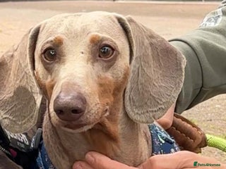 Miniature Dachshund dogs in Liverpool - Advert 6