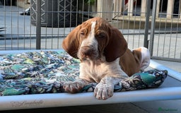 Bracco Italiano dogs for sale: Family raised Bracco Italiano puppies - Image 1