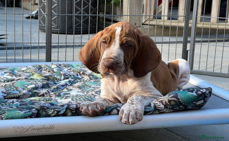 Bracco Italiano dogs - Advert 1