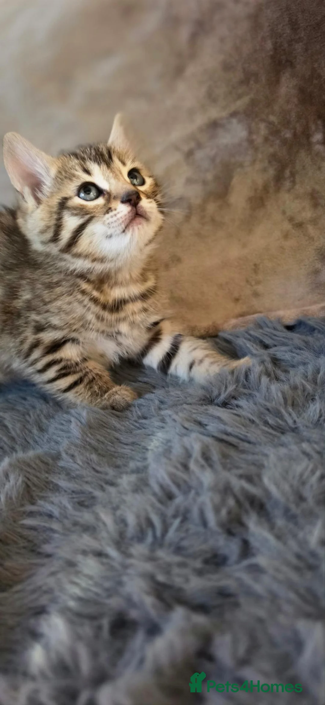 Bengal cats for sale: Bengal x British shorthair cross - Advert 2