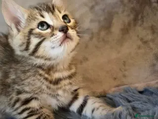 Mixed Breed cats Bengal x British shorthair cross - Advert 13