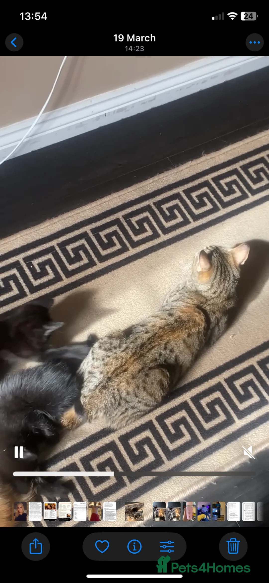 Mixed Breed cats for sale: 2 black kittens looking for loving homes in Aylesbury - Advert 1