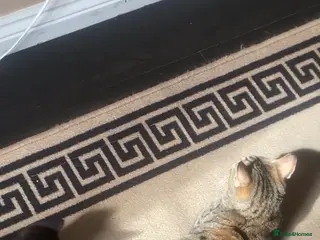 Mixed Breed cats 2 black kittens looking for loving homes - Advert 6