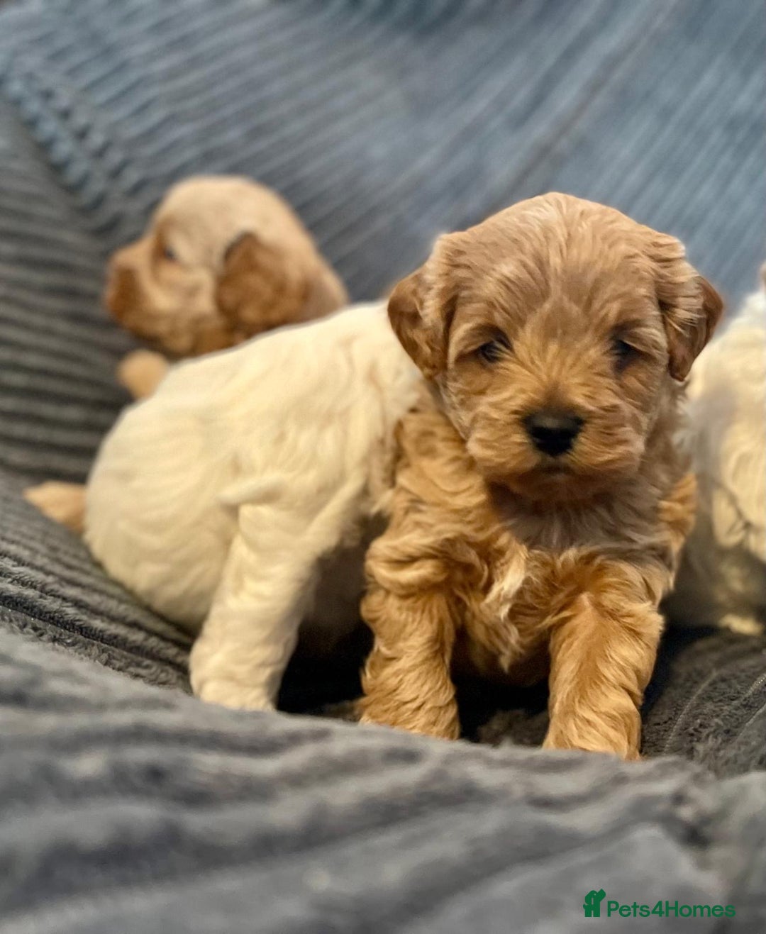 Maltipoo dogs for sale: Gorgeous Maltipoo Puppies – 3 Boys & 1 Girl  - Advert 7