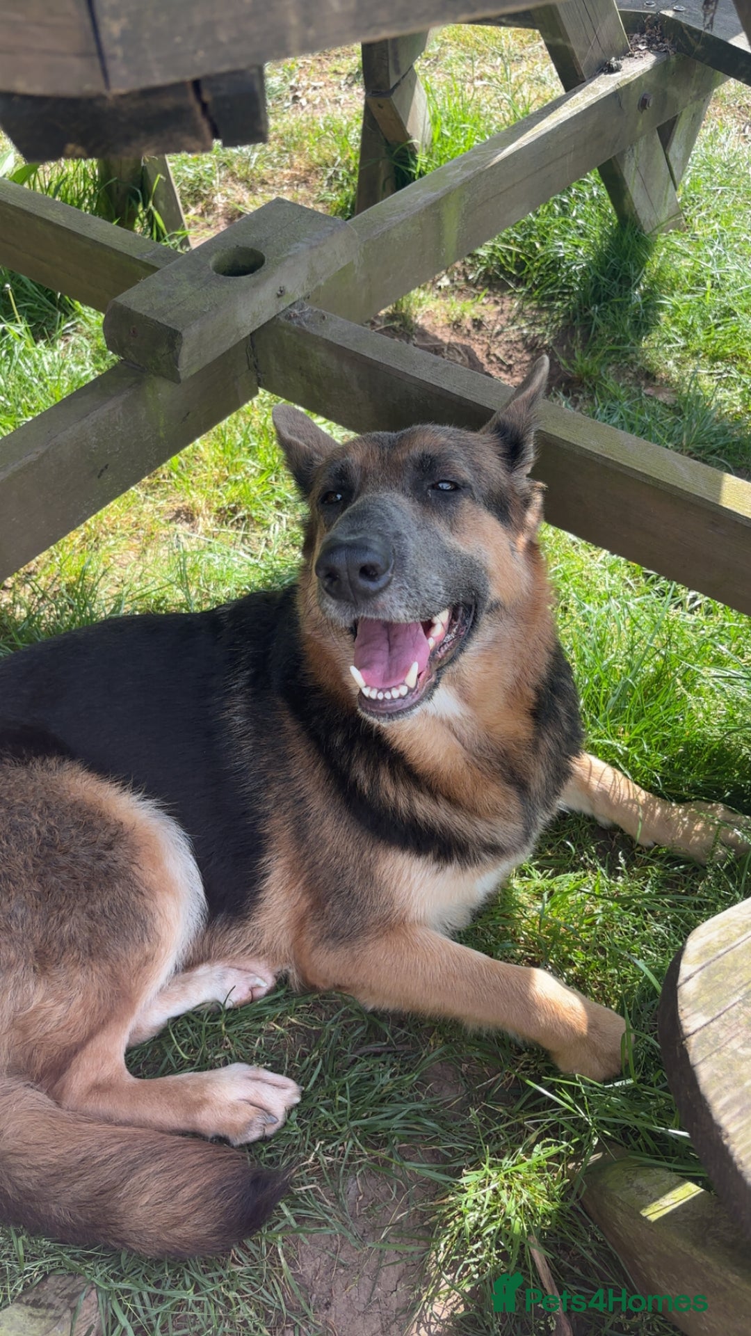 German Shepherd dogs for sale: River Female German Shepherd  - Image 3