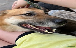 Mixed Breed dogs for adoption: ❤️🐶 LEIA- amazing 5 year-old GSD girl❤️🐶  - Image 9