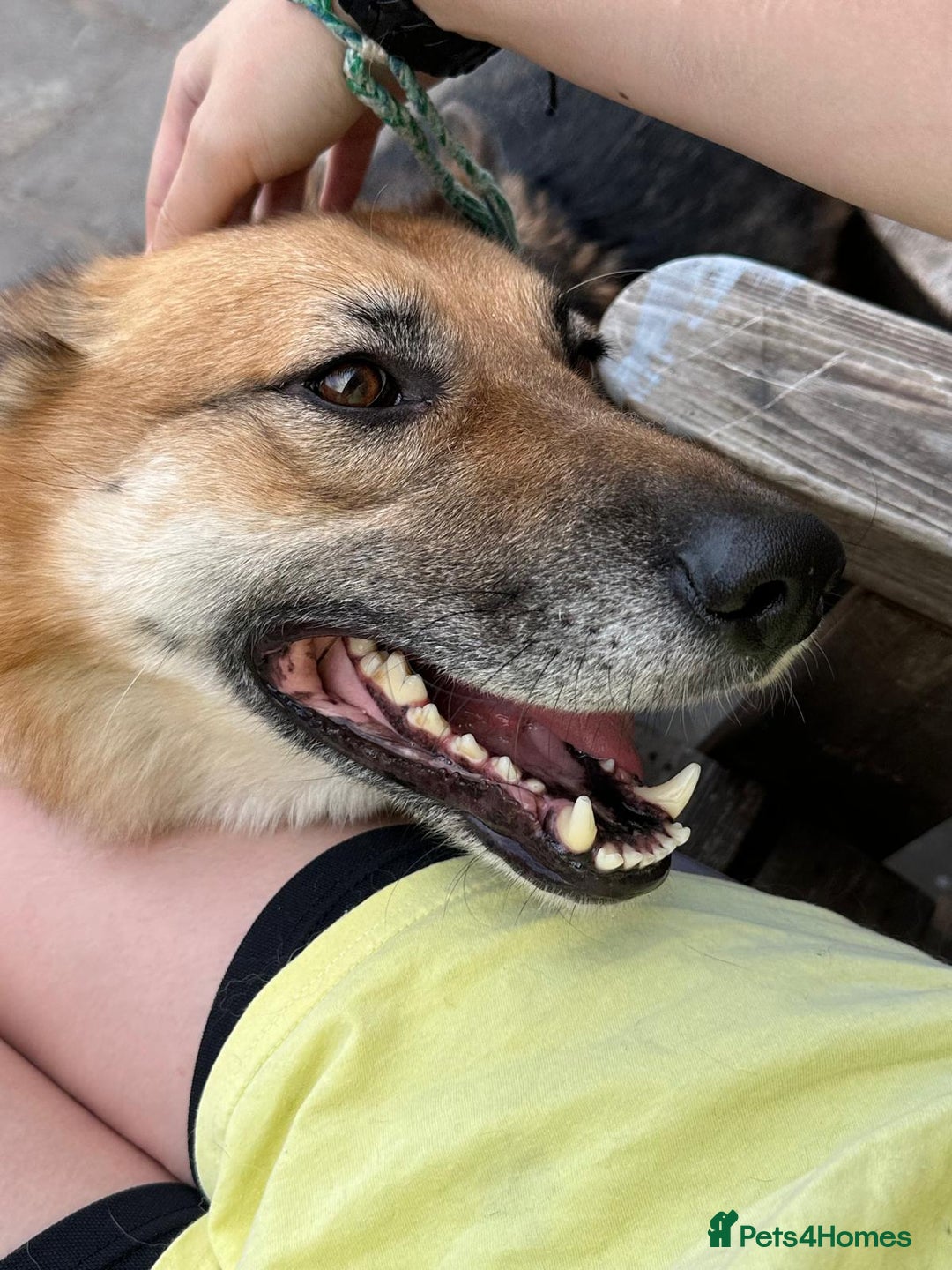 Mixed Breed dogs for adoption: ❤️🐶 LEIA- amazing 5 year-old GSD girl❤️🐶  - Image 9