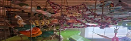 Rat rodents for sale: Pair of Female Dumbo Rats with large enclosure - Advert 6
