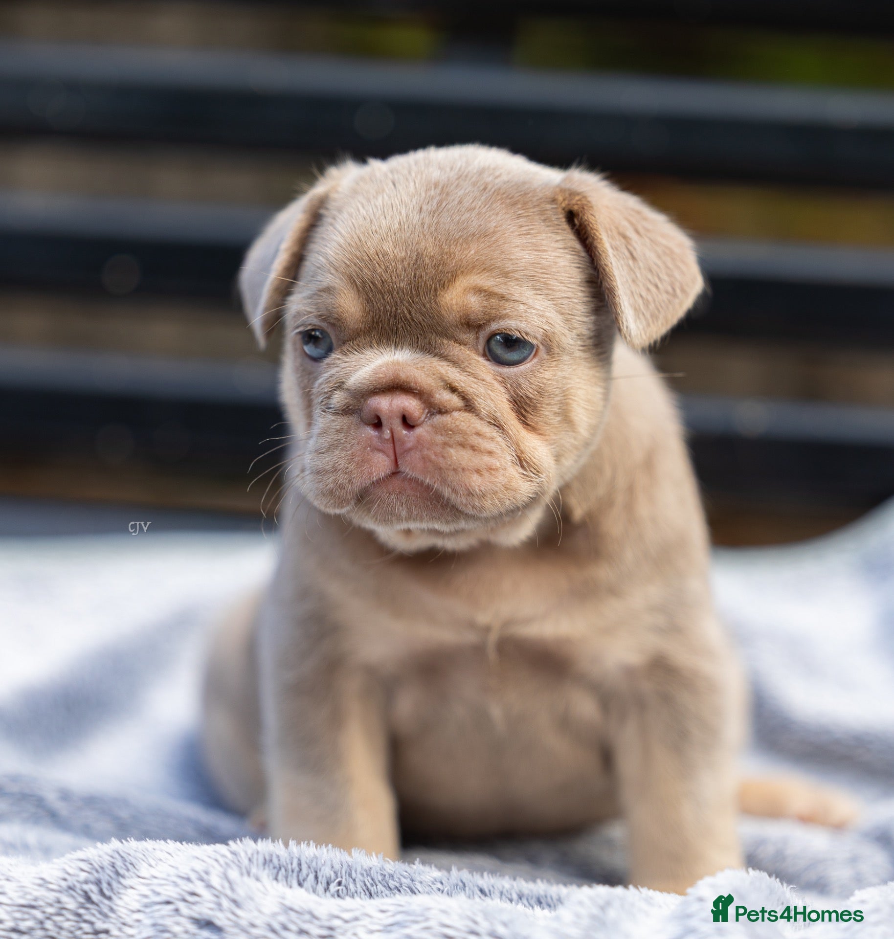 French Bulldog dogs Ready to go! Top quality French bulldogs  - Advert 4