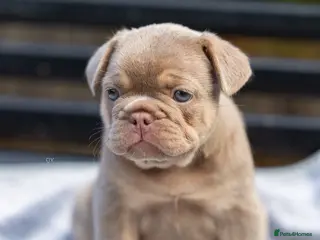 French Bulldog dogs Ready to go! Top quality French bulldogs - Advert 4