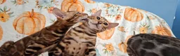 Bengal cats for sale: Stunning Bengal Kittens  - Advert 3