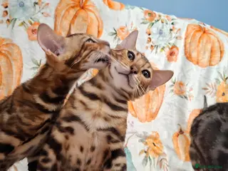 Bengal cats Stunning Bengal Kittens - Advert 10